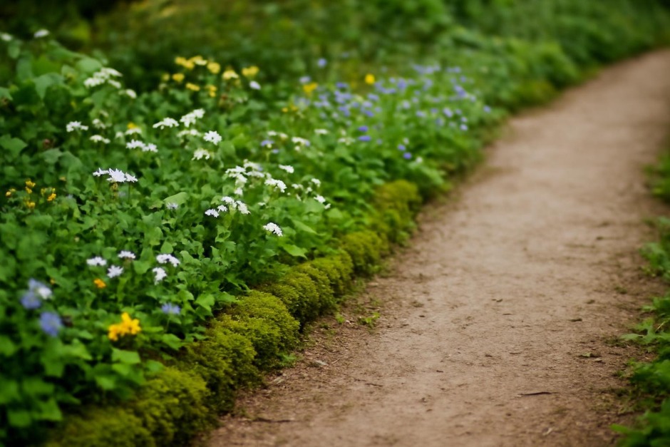 Close-up of a garden path edged with moss and small flowers