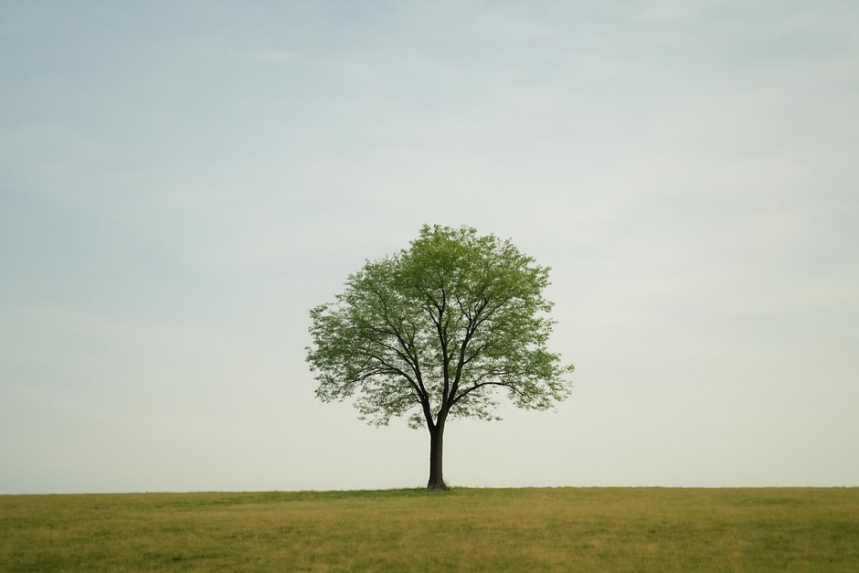 A lone tree against a large pale sky illustrating negative space
